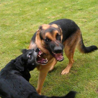 Blanding af racer Barney - Barney leger vildt med Nero (-: billede 9