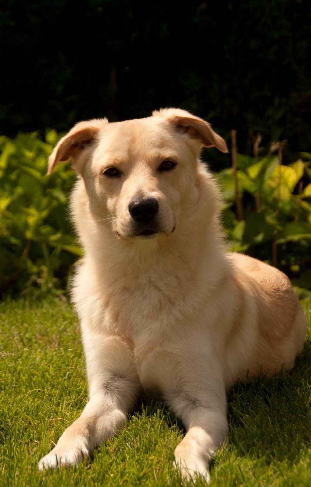 Blanding af racer Bertram - Juli 2012. billede 4