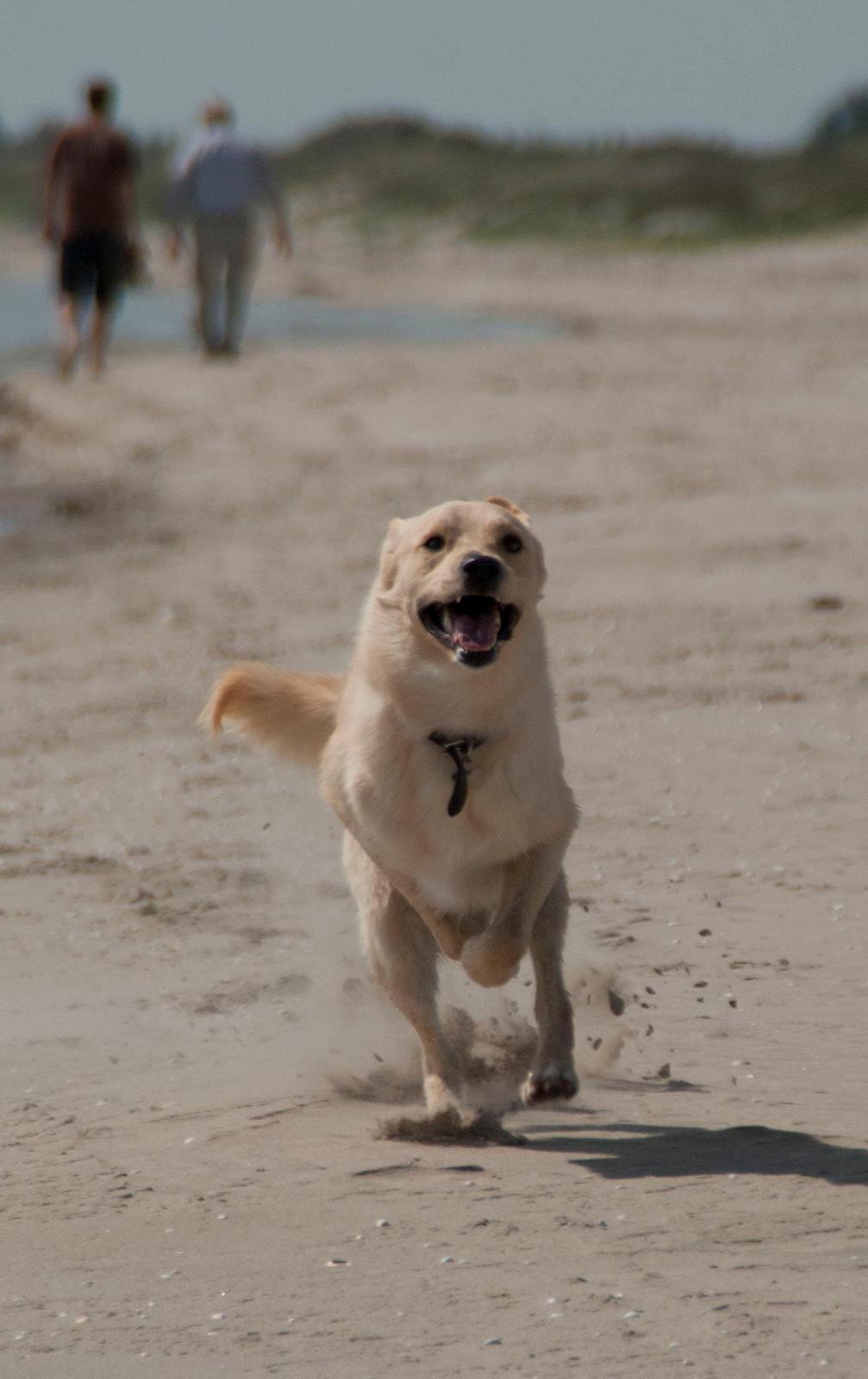 Blanding af racer Bertram - Pinsen 2012. I sommerhus. :-) billede 18