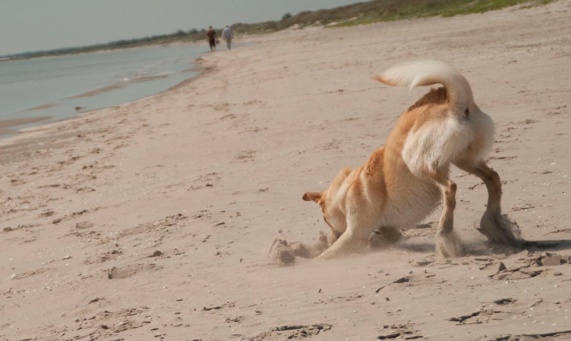 Blanding af racer Bertram - Pinsen 2012. I sommerhus. :-) billede 15