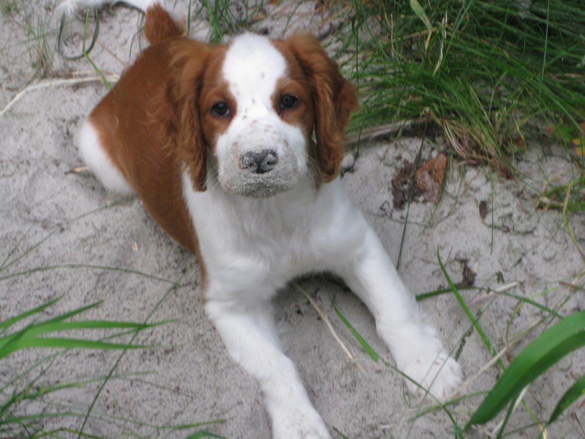 Welsh springer spaniel Siffe billede 2