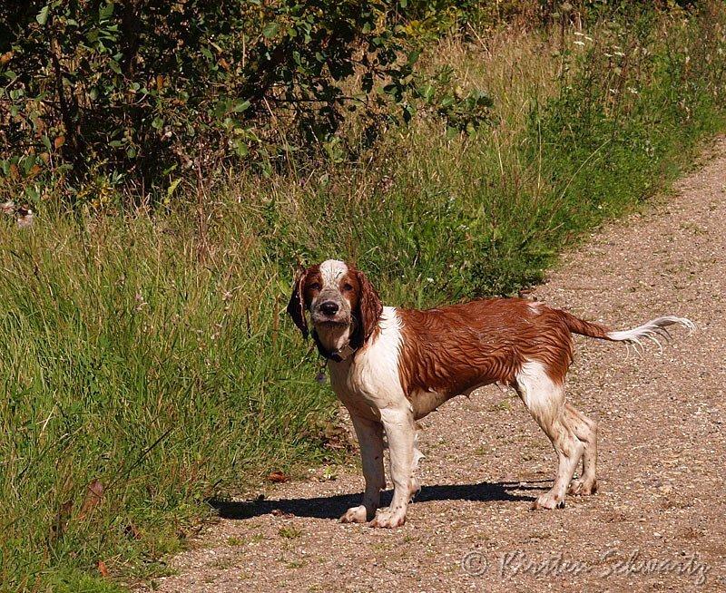 Welsh springer spaniel Siffe billede 3