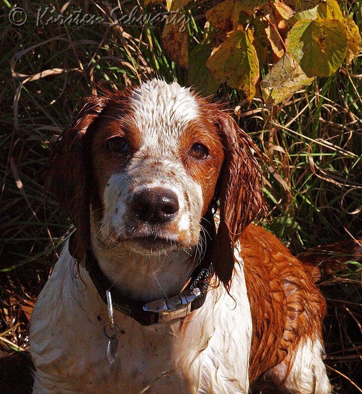 Welsh springer spaniel Siffe billede 4