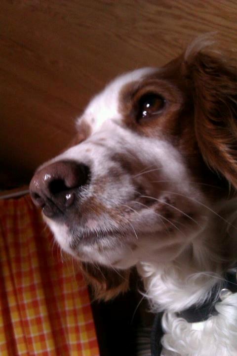 Welsh springer spaniel Siffe billede 6