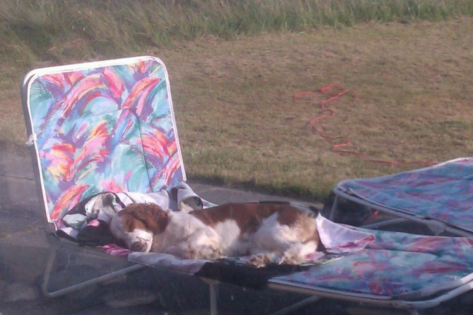 Welsh springer spaniel Siffe billede 7