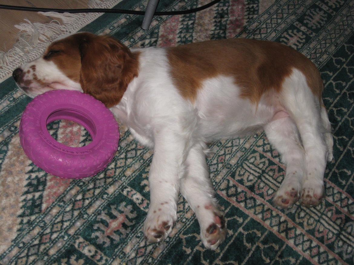 Welsh springer spaniel Siffe billede 8