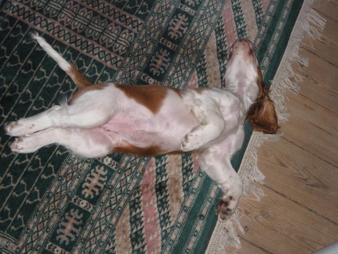 Welsh springer spaniel Siffe billede 9