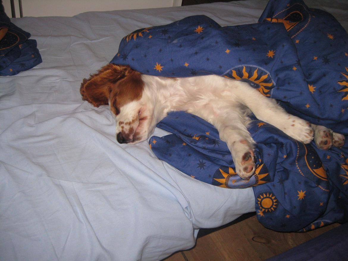 Welsh springer spaniel Siffe billede 10