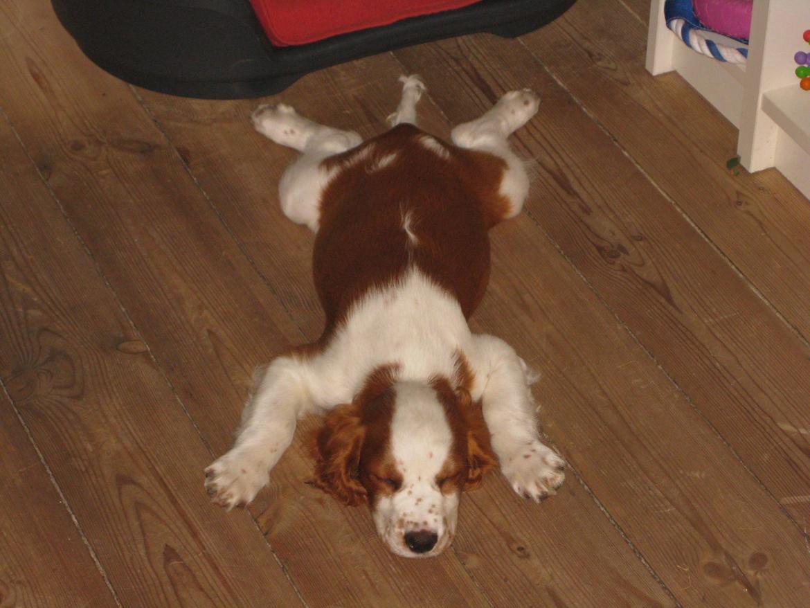 Welsh springer spaniel Siffe billede 11