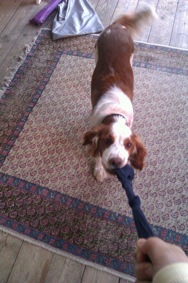 Welsh springer spaniel Siffe billede 12