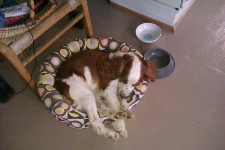 Welsh springer spaniel Siffe billede 13