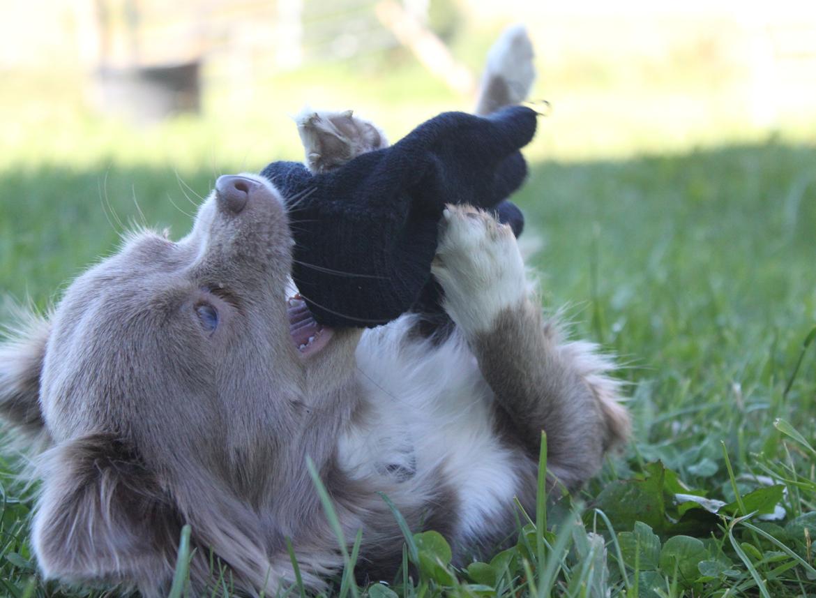 Chihuahua Laika "Min Egen Hundebasse" billede 14