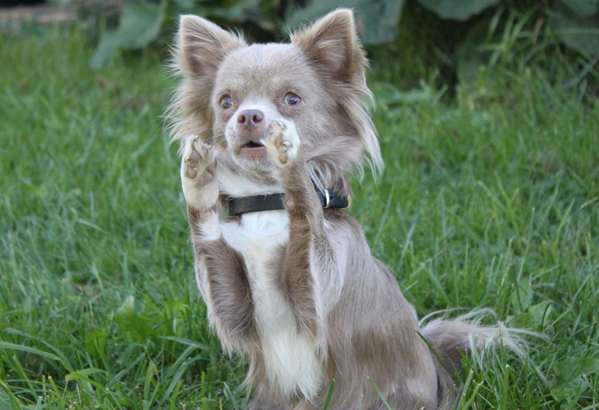 Chihuahua Laika "Min Egen Hundebasse" billede 18
