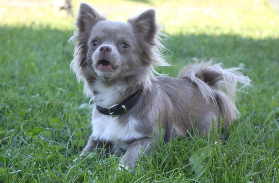 Chihuahua Laika "Min Egen Hundebasse" billede 10