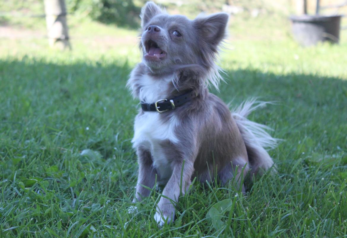 Chihuahua Laika "Min Egen Hundebasse" billede 4