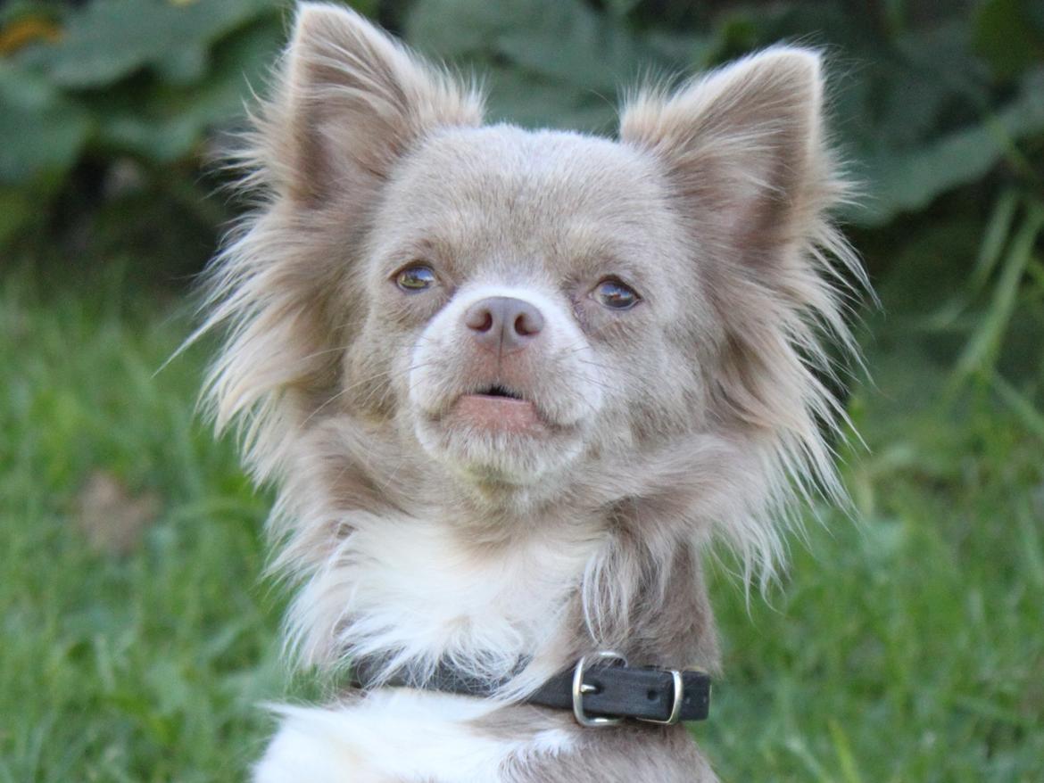 Chihuahua Laika "Min Egen Hundebasse" billede 2