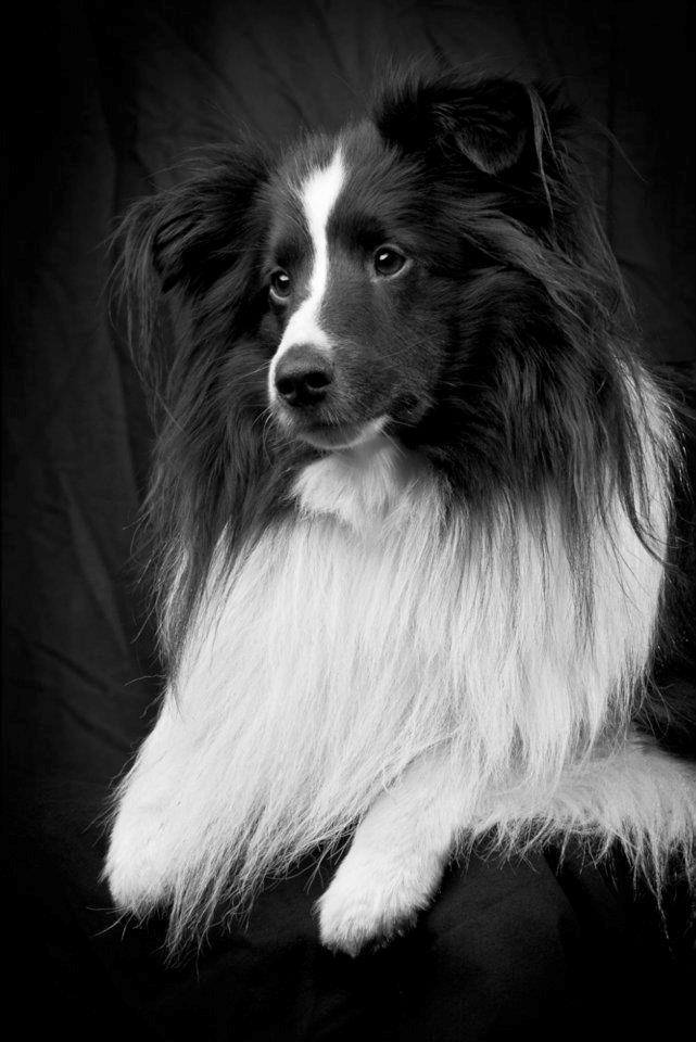 Shetland sheepdog Foula's Bi My Soulmate (Ozzy) billede 3