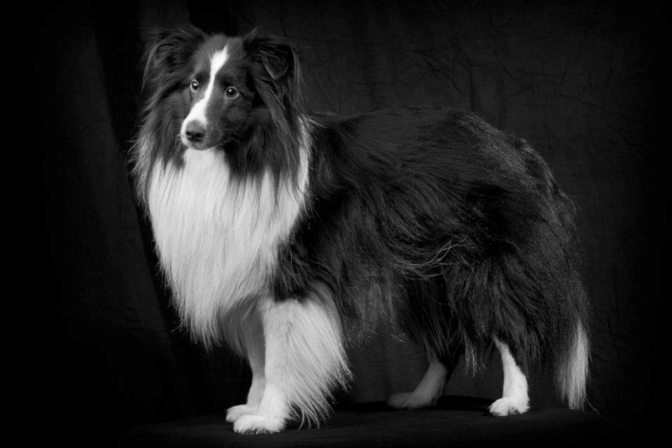 Shetland sheepdog Foula's Bi My Soulmate (Ozzy) billede 4