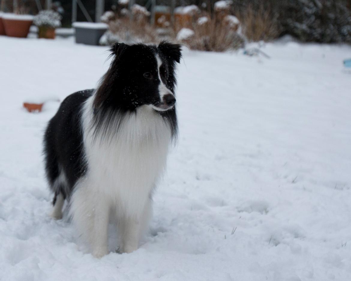 Shetland sheepdog Foula's Bi My Soulmate (Ozzy) billede 5