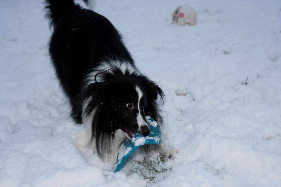 Shetland sheepdog Foula's Bi My Soulmate (Ozzy) billede 6