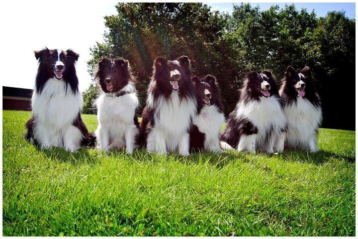 Shetland sheepdog Foula's Bi My Soulmate (Ozzy) billede 7