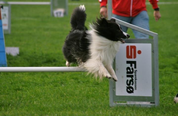 Shetland sheepdog Foula's Bi My Soulmate (Ozzy) billede 9