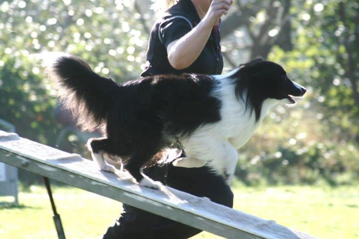 Shetland sheepdog Foula's Bi My Soulmate (Ozzy) billede 10