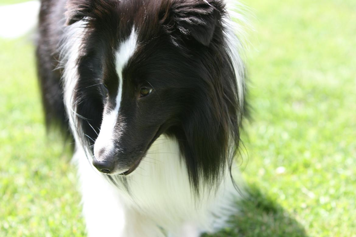 Shetland sheepdog Foula's Bi My Soulmate (Ozzy) billede 13