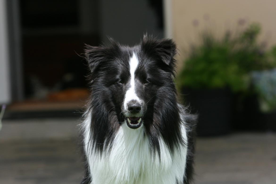 Shetland sheepdog Foula's Bi My Soulmate (Ozzy) billede 14