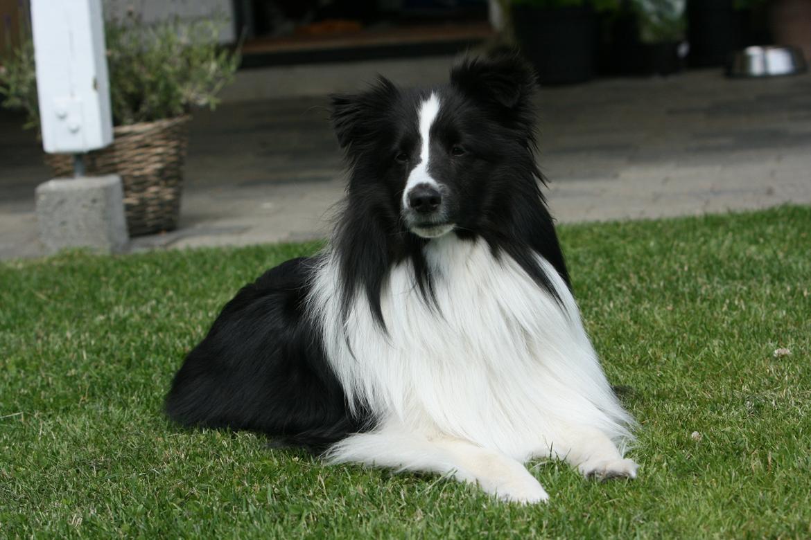 Shetland sheepdog Foula's Bi My Soulmate (Ozzy) billede 16