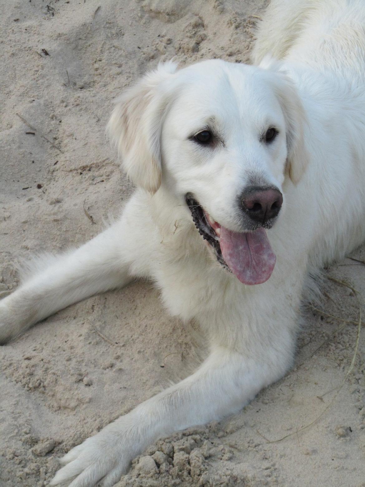 Golden retriever jessie billede 1