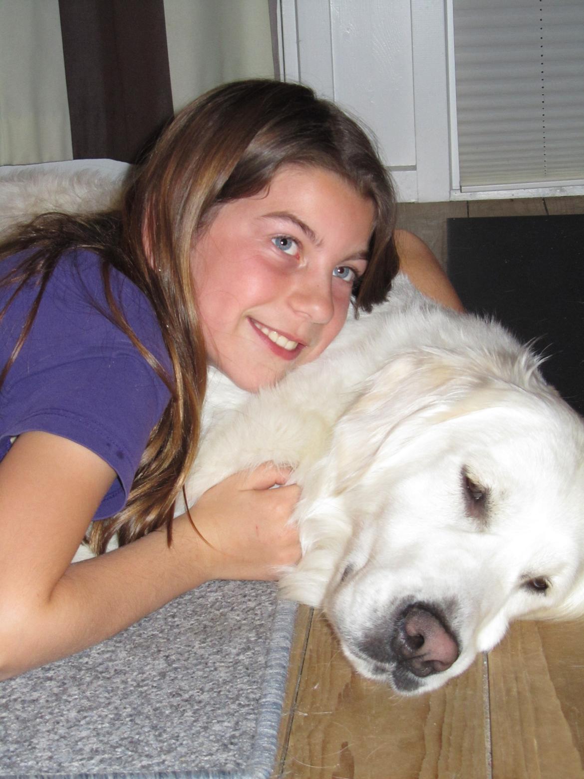 Golden retriever jessie billede 2