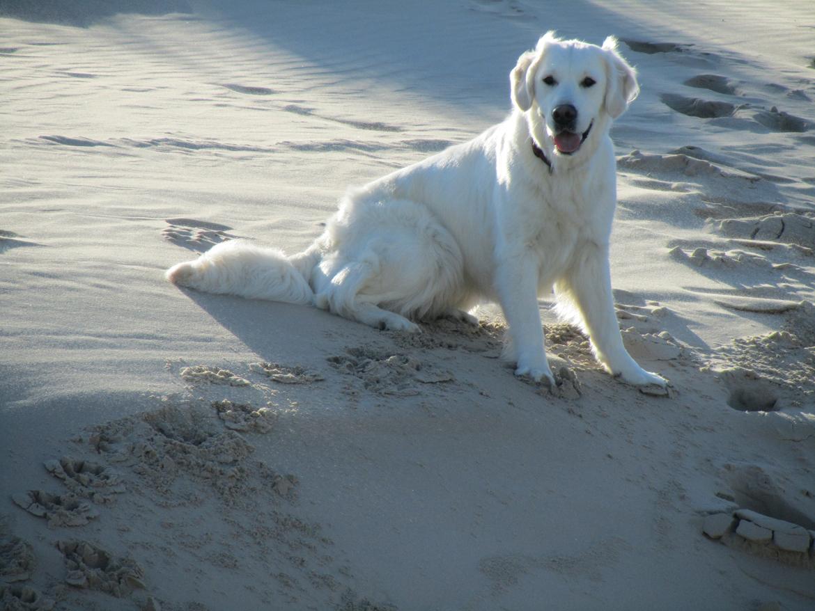 Golden retriever jessie billede 3