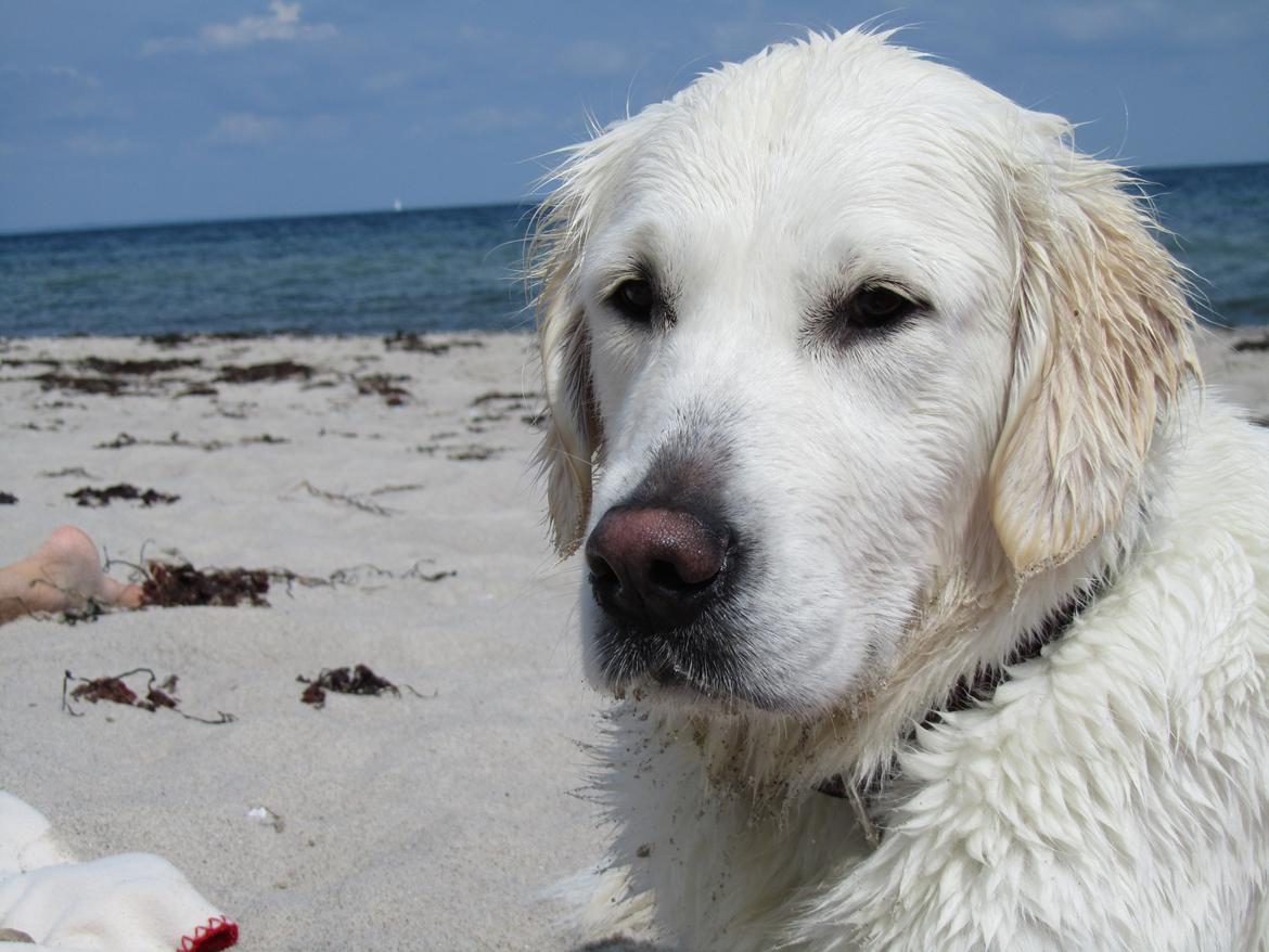 Golden retriever jessie billede 4