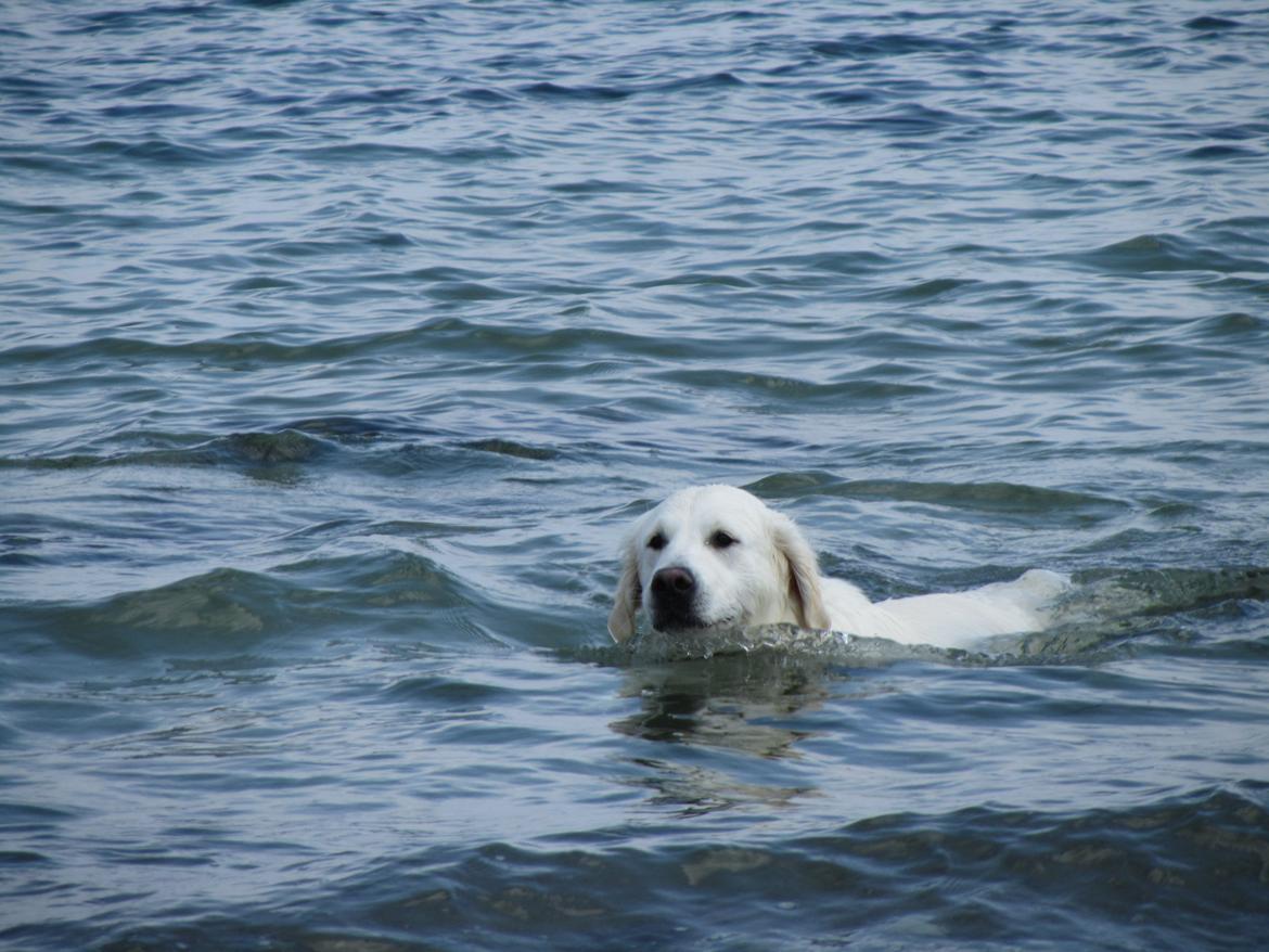Golden retriever jessie billede 5