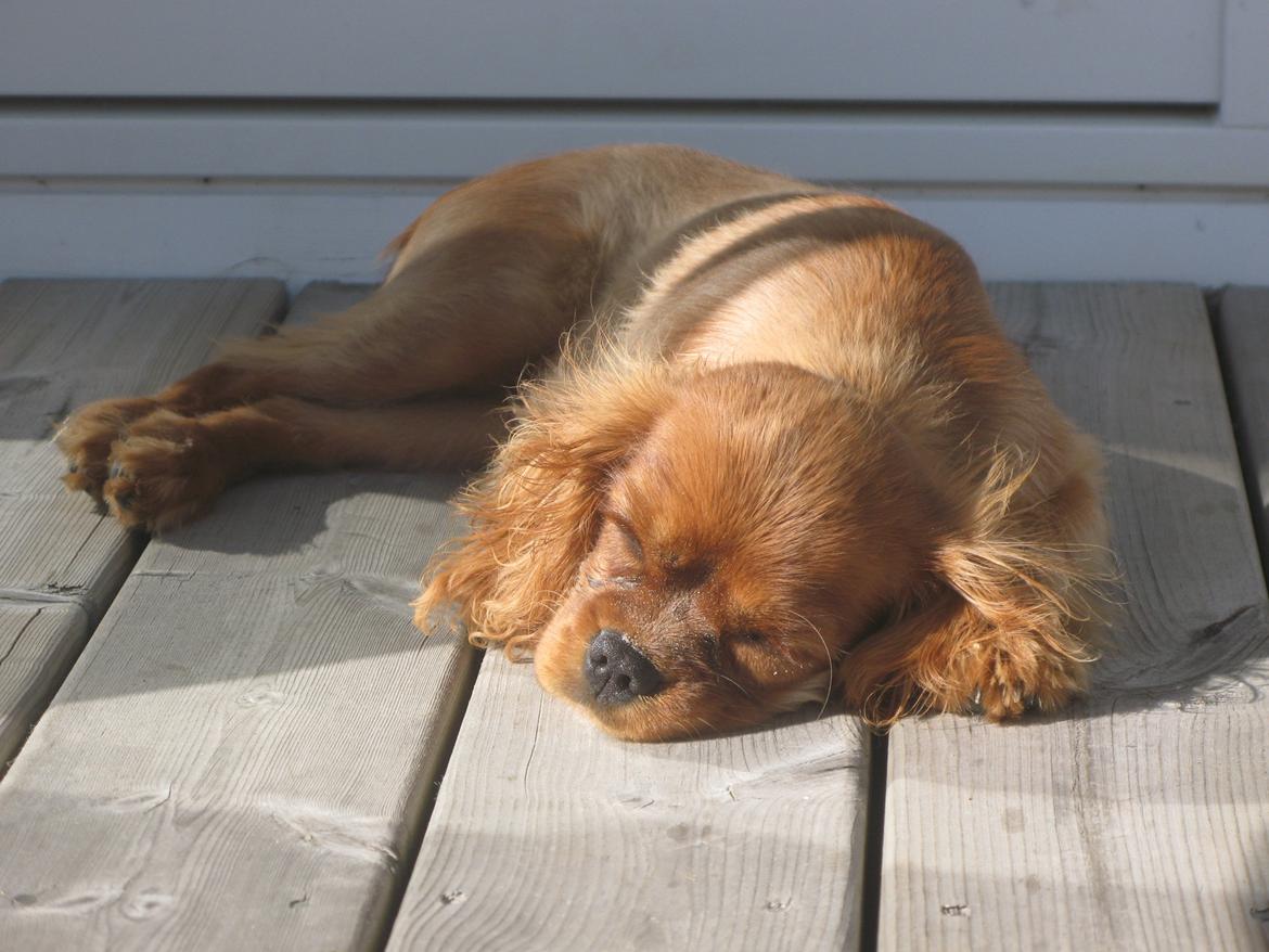 Cavalier king charles spaniel Nellie 30/3-12 - 4/9-17 - Det er hårdt at være hvalp på ferie billede 8