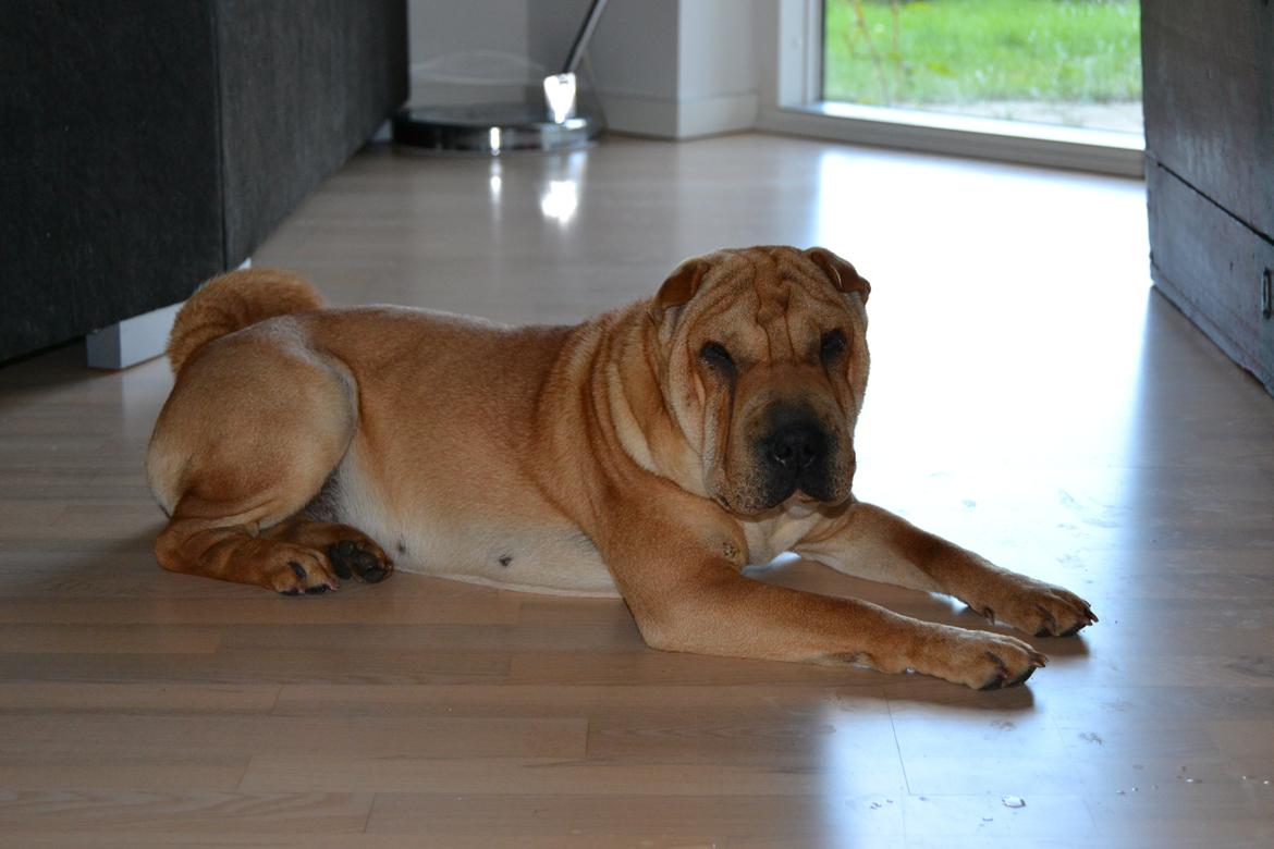 Shar pei Bertha - Afslapning ( 9 mdr)
 billede 2