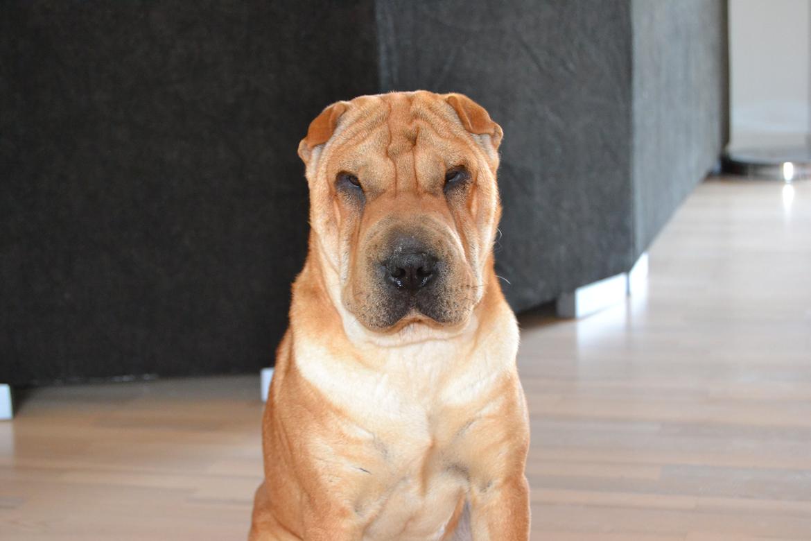 Shar pei Bertha - Hvad glor du på:-D billede 3