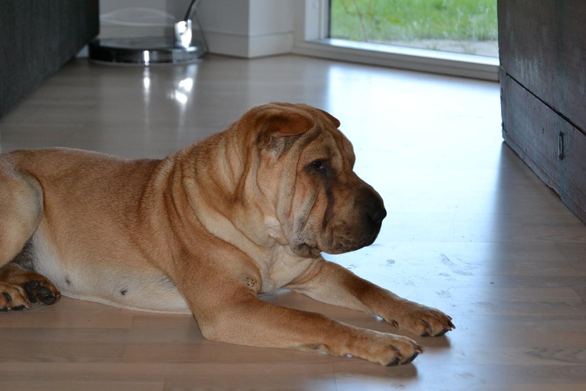 Shar pei Bertha - Hold så op med at tage billeder  billede 4