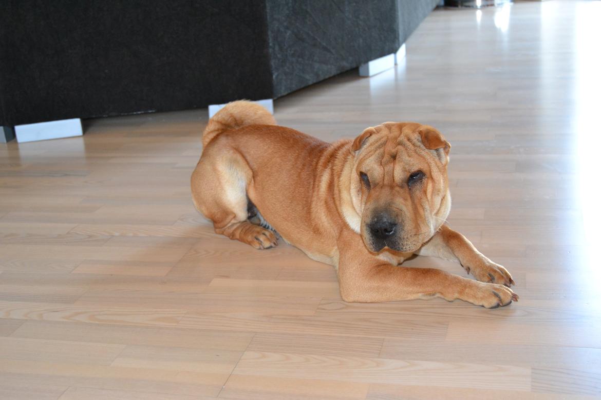 Shar pei Bertha - :-) billede 5