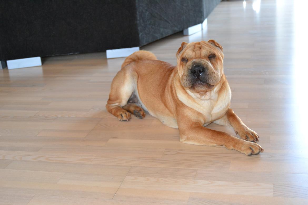 Shar pei Bertha billede 7