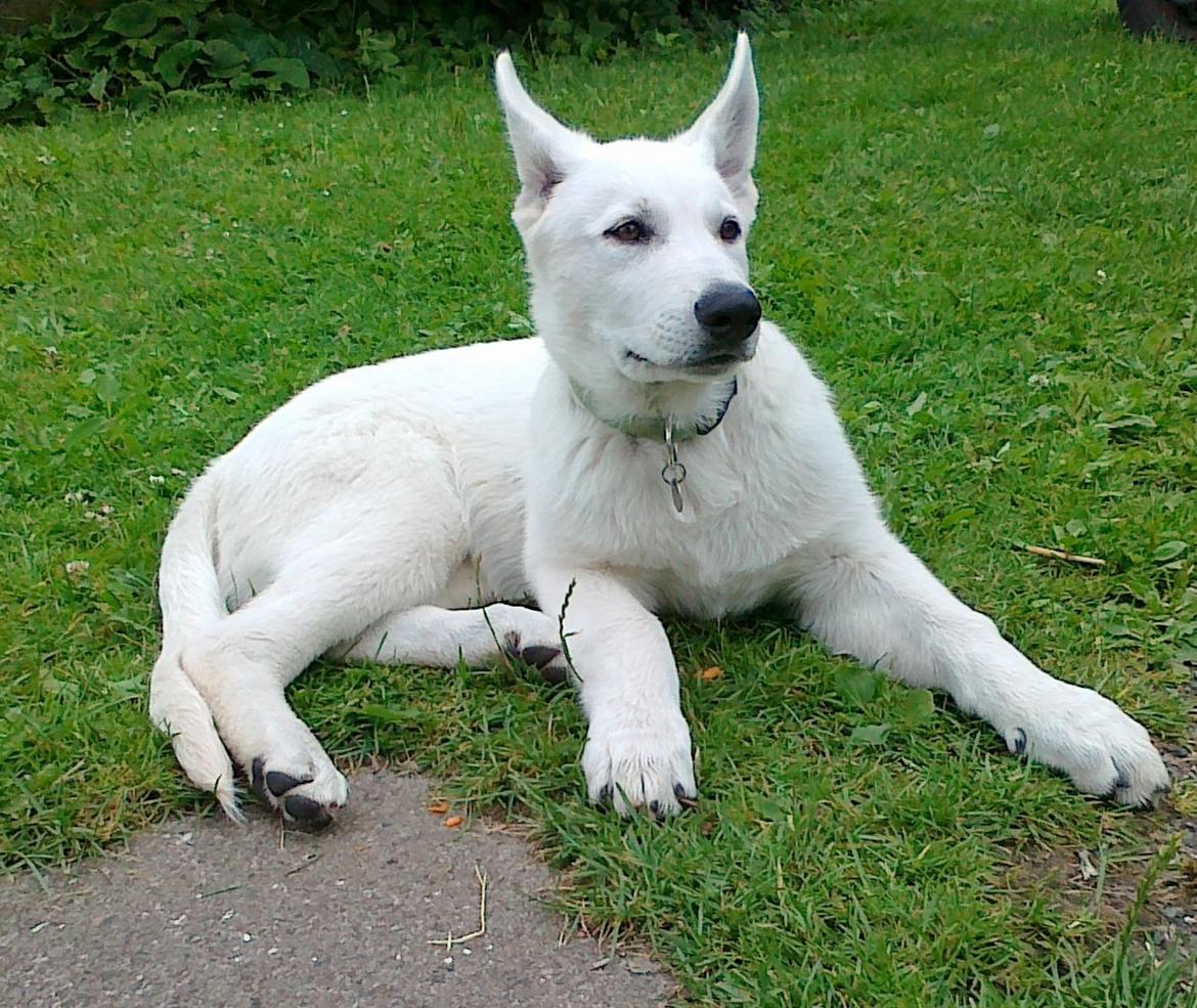 Hvid schæfer Charlie billede 1