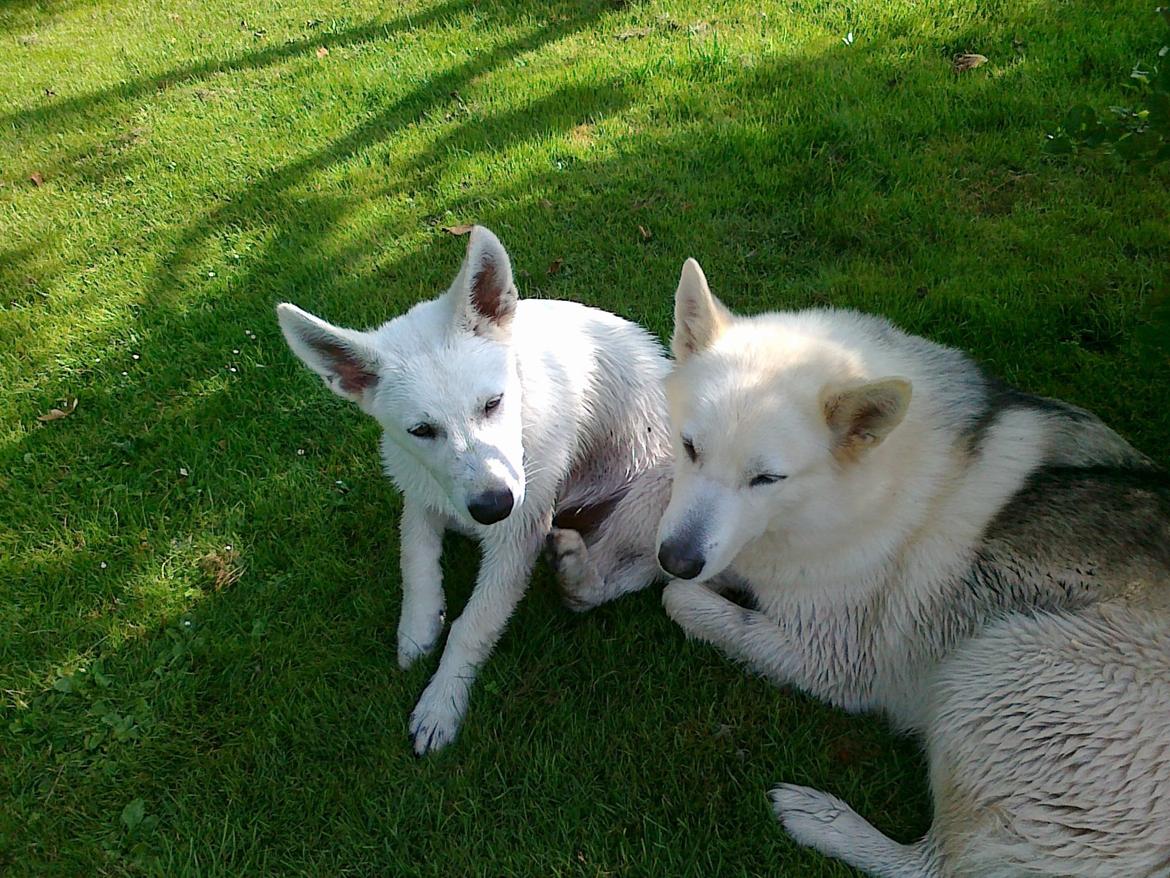 Hvid schæfer Charlie billede 2