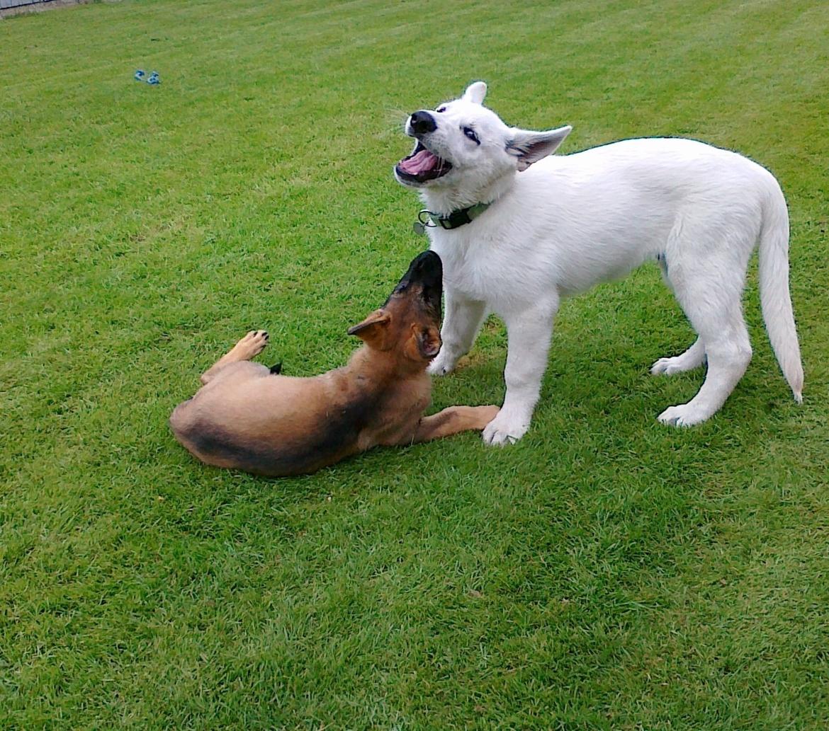 Hvid schæfer Charlie billede 3