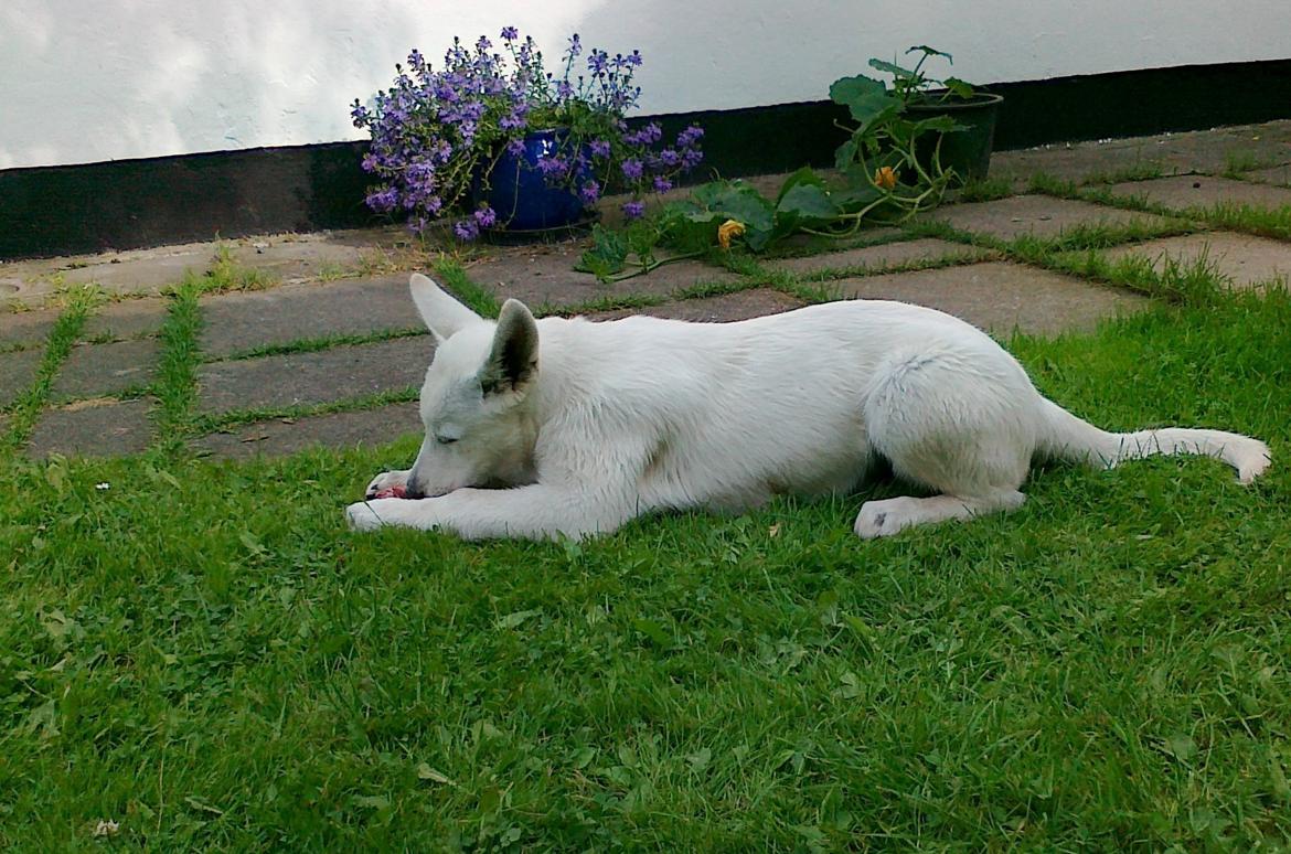 Hvid schæfer Charlie billede 4