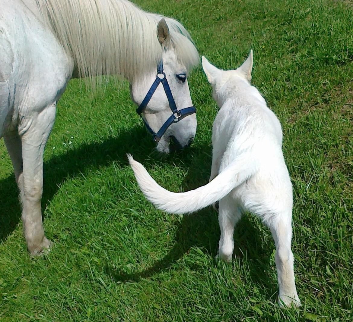 Hvid schæfer Charlie - Hilser på Svalur billede 5