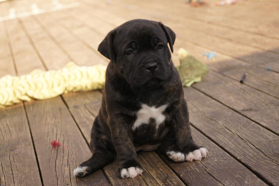 Staffordshire bull terrier Runstaffs Let's Rock Reggae - Reggae - 4 uger billede 11