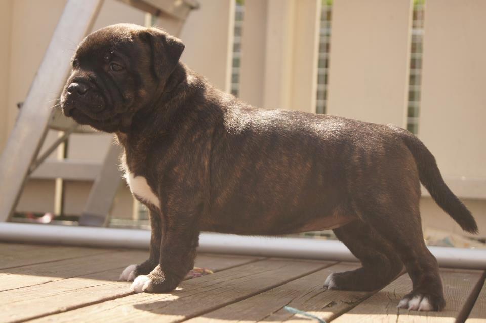 Staffordshire bull terrier Runstaffs Let's Rock Reggae billede 16