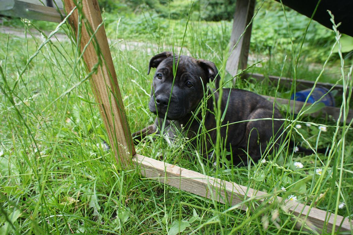 Staffordshire bull terrier Runstaffs Let's Rock Reggae billede 17