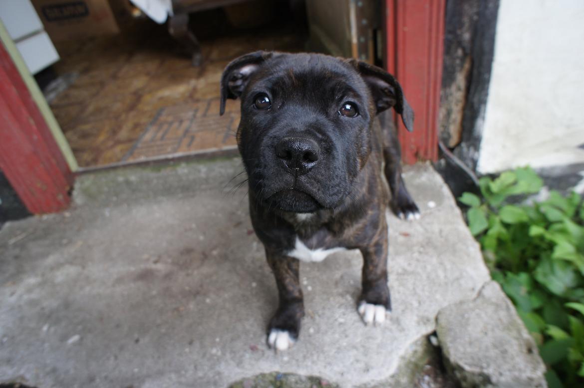 Staffordshire bull terrier Runstaffs Let's Rock Reggae billede 19